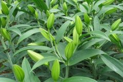 ����ͭ������ǧ�����ְٺ�һĶЧ���5000Ԫ