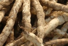 ��ֲ�زΣ���ݲΣ�һĶ��������Ԫ ��ͷ��СЧ���