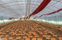 ���ɹ��ں�����������ֲ��֥������֥�辰Բ��ҵ��