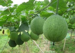 <b>�������Ǯһ�һĶ����ĳɱ���Ч�����</b>