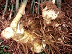 ҩ������Ч��� ���������ư����ֹ��䡢�ƾ�����200����Ԫ