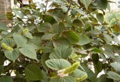 ������������ֲ?��������ֲ����Ҫ��