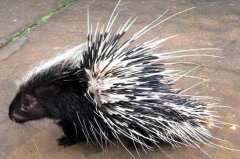 �����۸����Ǯһ���һֻ�����������Ƕ���