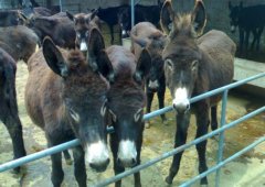 ��20ͷ¿�ĳɱ��������Ƕ��٣���¿���г�ǰ������