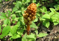 ����������ֳ