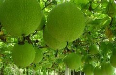 �����ֹ��䣿���ù�����ֲ�������