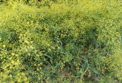 �����ֲ���������ֲ����Ҫ�����