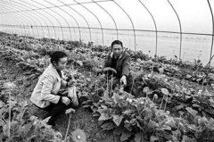 ������ֲ���޾��ļ����� ÿĶ�괿����2��Ԫ