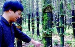 ���ڻ����ϵ���Ƥʯ��ÿĶ��ҪͶ������