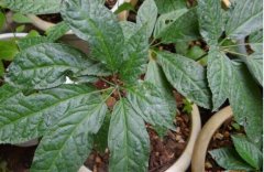 �������ߵ���ֲ������ע������