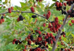 ���ճ��������ɣ֦������ҩ��ɣũ����100����Ԫ