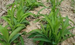 ��������������溦�ķ��η���