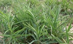 �ӱ���Ұ���ֲ���¸�ÿĶ��׬5000Ԫ