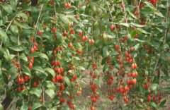 ����ƽ:�¸����Զ������ ������ﵽ��1800����