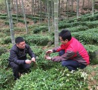 ��Ҷ����ֲ׬Ǯ��ë��������ҩ����Ҷ��һĶ��ֵ4��Ԫ