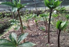 ��¥��ֲĶ�����Ƕ��٣�ĶЧ���Ƕ��٣�