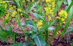 ��������ֲĶ�ɱ���Ķ��Ч���Ƕ���?Ķ�����ٽ�?