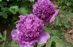 ĵ������������?