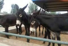 ��¿������𣺿�����һͷ¿������ͳɱ���