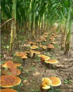 �������׵�������֥�ɹ���ÿĶ��֥������700����Ķ��Ч��2��Ԫ