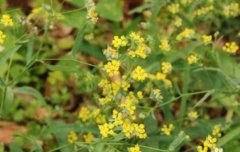 �������ֲǰ����Ч�����