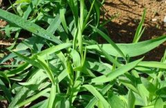 �����ֲ�ʺ�ʲô����?������������?