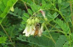 �����ʺ���Щ������?��ʲô�������ֺ�?