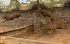 [ÿ��ũ��]������÷��¹��������÷��¹Ч���