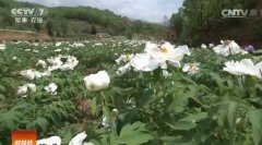 [�Ƽ�Է]����Ů���������췵����ĵ���ӹ�ĵ������Ĵ�ҵ֮·