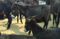 2017��¿�����Ǯһ��?¿��۸�����Ը�����