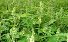 ��������ֲ��ţϥһĶ�ز�������?