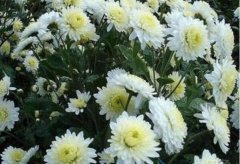 �����ֹ��գ����յ�Ķ��Ч���Ƕ���