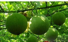 ������ֲ���ʩ�ʣ�����ʩ��Ч���ã�