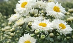 ���׾���ֲ����ʩ�ʣ����׾�ʩ�ʼ���Ҫ��