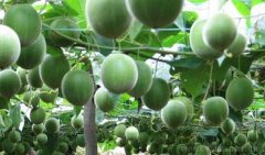 �޺�����ֲ�����ջ�Ч��� ÿĶ����9000Ԫ