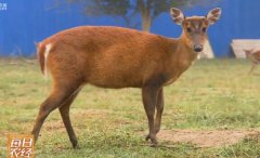 ����������ֳ�ɱ���Ч��� ��С�����Ӵ��г�[ÿ��ũ��]