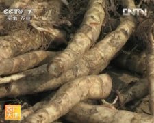 [ũ�����]�ز������֣��ʺ�ɽ����ֲ��