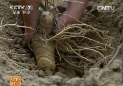 [��ɫʱ��]�������ֻƾ�ʡʱЧ���  һĶ��׬3000Ԫ