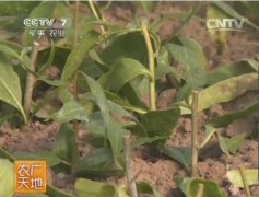 �����֦Ǥ�����缼����Ƶ