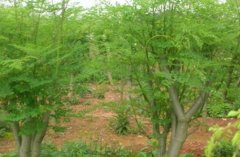 ��ֲ��ľ׬Ǯ��������ˮ��ũҵ��ֲ��ľĶ����1.2��Ԫ