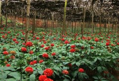 ������ֲһĶ�سɱ��Ƕ��٣�ĶЧ���Ƕ��٣�