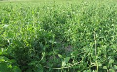 �����ֵ��Σ�������ֲ������Ƶ