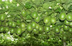 �޺�����ֲЧ���  ��Ϊũ����ƶ�¸��ĺ���Ŀ