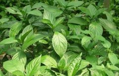 ��������ֲһĶ��ҪͶ���ٱ�Ǯ?ĶЧ���Ƕ���