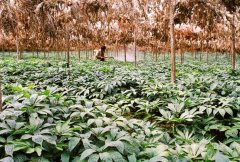 ������ֲ����?����������ֲ��������Ҫ��