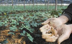 ���߸������ķ���֢״������ԭ�򼰷��η���