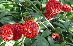 �������������ߵ�Ĥ������ֲ����