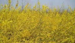 ������ֲЧ��� һĶ����1��Ԫ