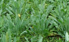 2017���������ֲ�������Ԥ�� ������ֲ�����