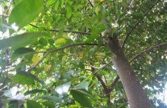 ������ֲ8����� ����3��ĳ�����ÿ��Ч�����Ԫ